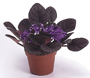 African violet , سنت پولیا , آیونانتا